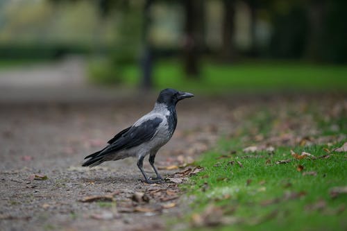 黑翅乌鸦在草地上 · 免费素材图片
