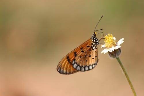 白色花瓣上的棕色和黑色蝴蝶 · 免费素材图片