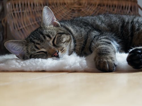 棕色的虎斑猫躺在粗毛地毯上 · 免费素材图片