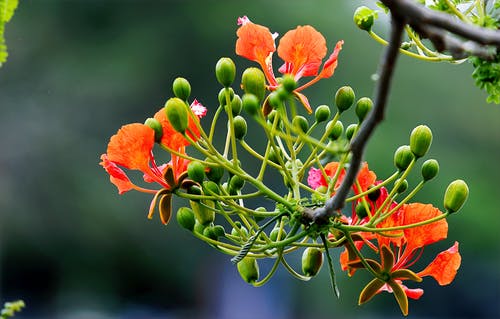 焦点摄影的橙色和绿色的花朵 · 免费素材图片