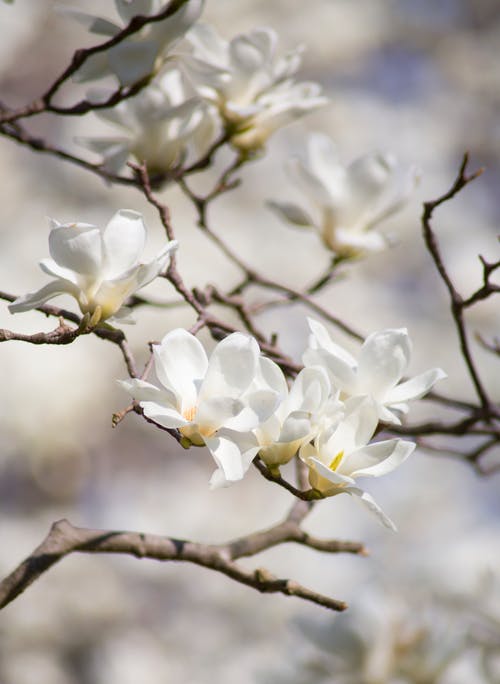 白玉兰花的选择性聚焦摄影 · 免费素材图片