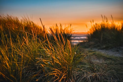 海边的绿草 · 免费素材图片