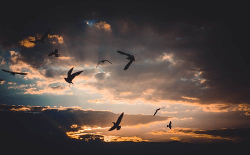 群鸟在日落期间在天上飞 · 免费素材图片