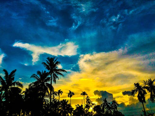 棕榈树在蓝色和黄色的天空下的剪影 · 免费素材图片