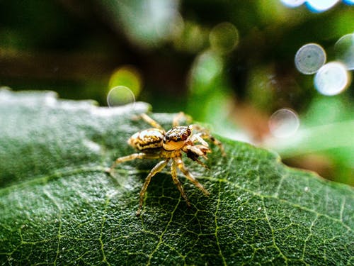 布朗跳蜘蛛在绿叶上的宏观摄影 · 免费素材图片