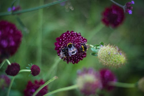 紫色花朵上的三只蜜蜂的浅焦点摄影 · 免费素材图片