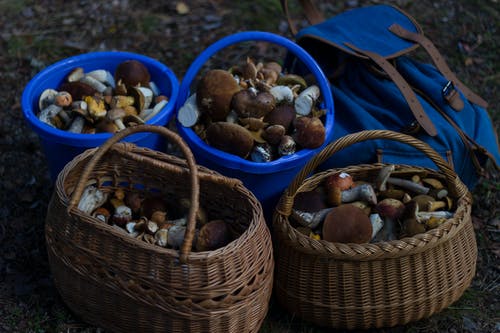 四篮蘑菇l · 免费素材图片