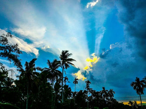 浅绿色森林摄影 · 免费素材图片