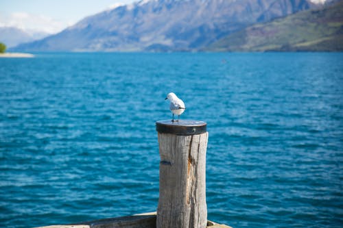 在水体前的棕色木杆上的白色鸥的景深摄影 · 免费素材图片