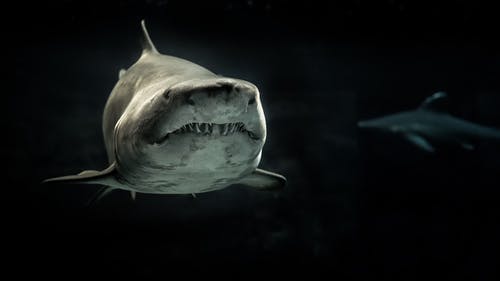 灰鲨的选择性照片 · 免费素材图片