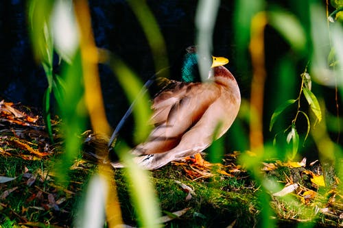 绿色植物附近的棕色和绿色野鸭鸭子的摄影 · 免费素材图片