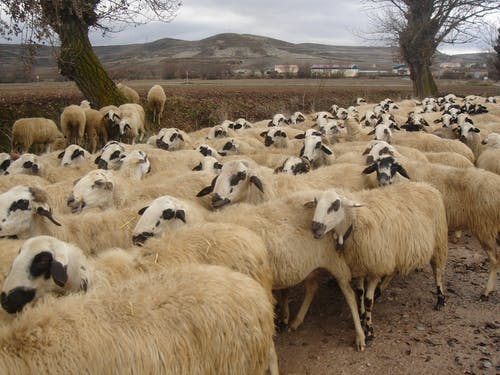 羊群 · 免费素材图片