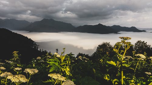 绿叶植物摄影与山为背景 · 免费素材图片