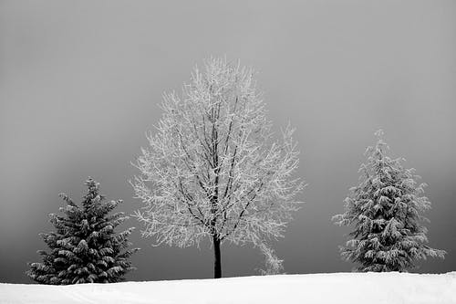 树与雪之间的无裸树的灰度照片 · 免费素材图片