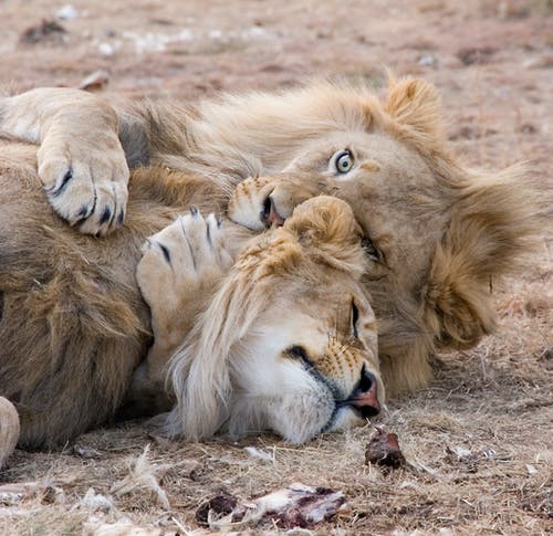 躺在草地上的两只棕色的狮子 · 免费素材图片