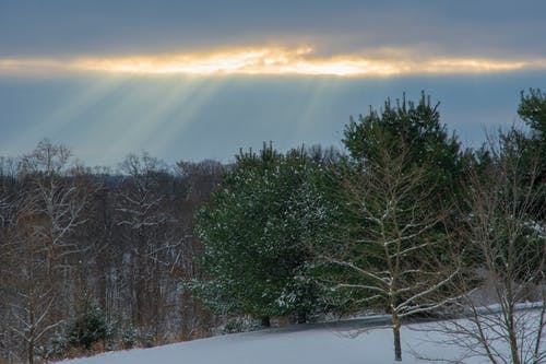 白雪皑皑的森林风景摄影 · 免费素材图片
