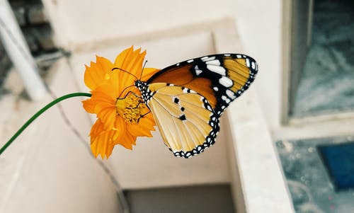 黄色花朵上的蝴蝶 · 免费素材图片