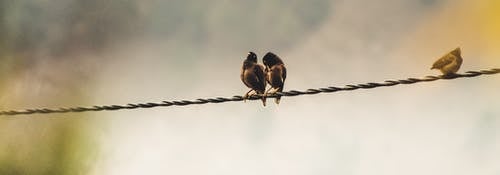 几只鸟栖息在电缆上 · 免费素材图片