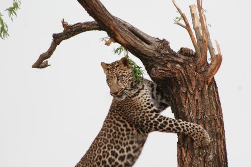豹子倚在树上 · 免费素材图片