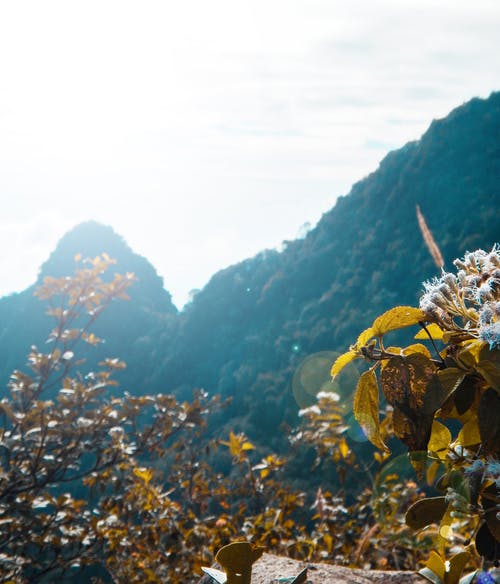 绿树 · 免费素材图片