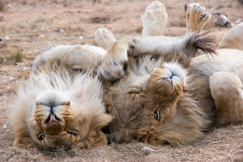 两只灰色的狮子躺在沙滩上 · 免费素材图片