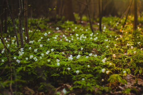 有白色花瓣的绿叶植物的选择性聚焦摄影 · 免费素材图片