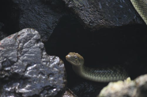 黑岩层上的灰蛇 · 免费素材图片