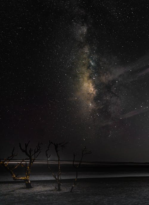 繁星点点的天空下的裸树 · 免费素材图片