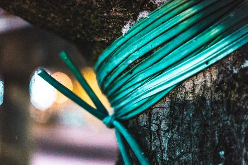 绿绳子绑在树上 · 免费素材图片