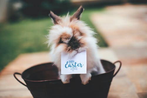 兔子在篮子里，嘴上的复活节快乐卡 · 免费素材图片