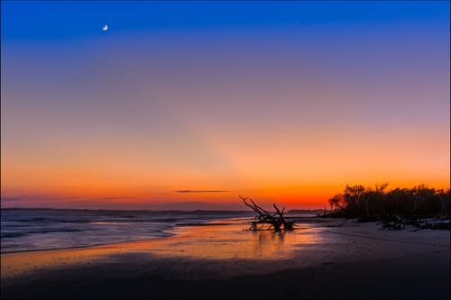 日落期间海边附近树的剪影 · 免费素材图片