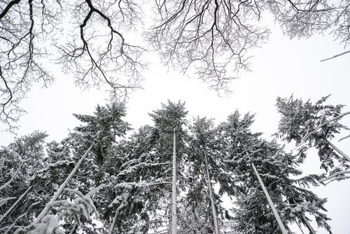 有关下雪的, 低角度拍摄, 冬季的免费素材图片