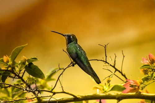 绿色蜂鸟的浅焦点摄影 · 免费素材图片