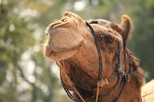 布朗骆驼摄影 · 免费素材图片