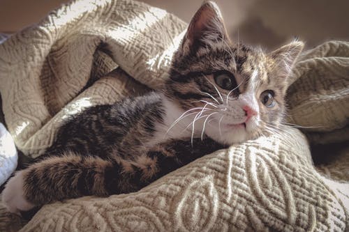 躺在灰色的床单上的棕色虎斑猫 · 免费素材图片