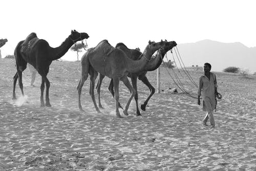 骆驼引诱人的灰度摄影 · 免费素材图片