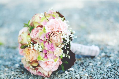 粉色和白色的花瓣花瓣 · 免费素材图片