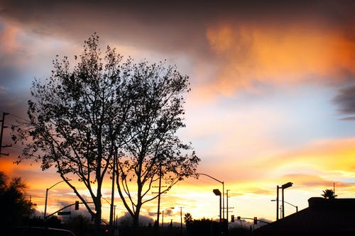 在日落树的剪影 · 免费素材图片