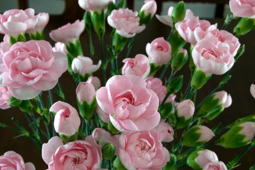 粉色花朵的焦点摄影 · 免费素材图片
