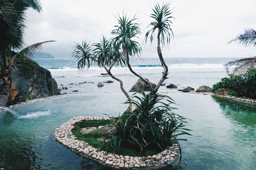 海岸线附近的绿叶植物 · 免费素材图片