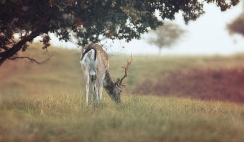 鹿的特写摄影 · 免费素材图片
