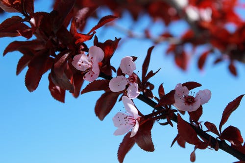 树枝上的粉红色花朵 · 免费素材图片
