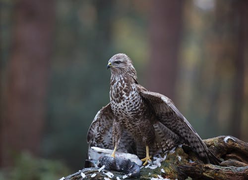 棕色的游eg猎鹰的特写照片 · 免费素材图片