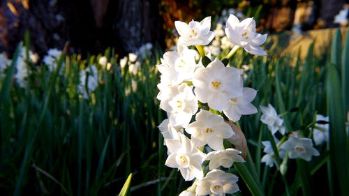 在特写摄影中的白色水仙花花 · 免费素材图片