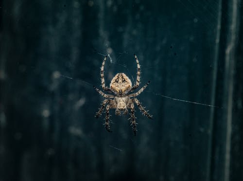 棕色araneus Cavaticus谷仓蜘蛛 · 免费素材图片