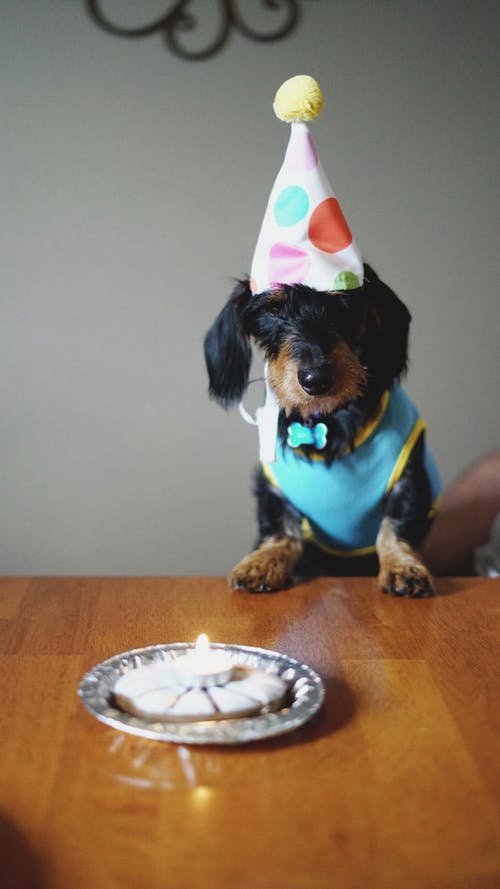 黑色和棕色长涂层狗生日 · 免费素材图片