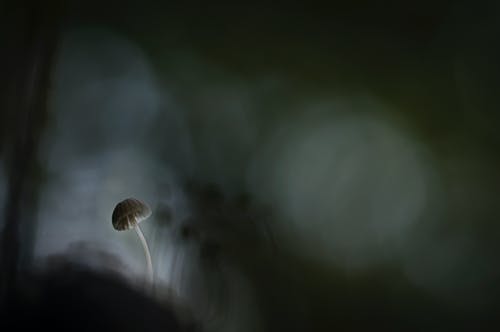 浅焦点白蘑菇绘画 · 免费素材图片