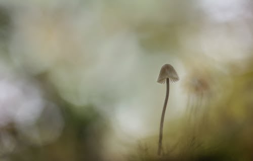 蘑菇画 · 免费素材图片