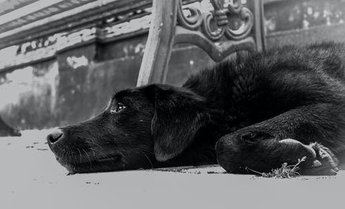 狗躺在地上的特写照片 · 免费素材图片