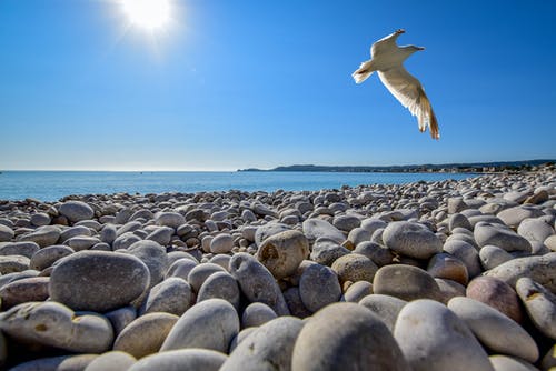 海鸥在海滩的卵石场上so翔 · 免费素材图片
